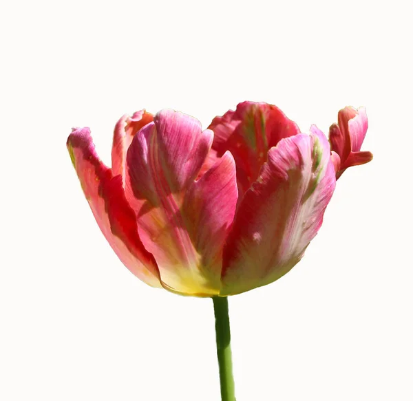 Розово Красный Цветок Тюльпан Изолирован Тонком Белом Фоне — стоковое фото