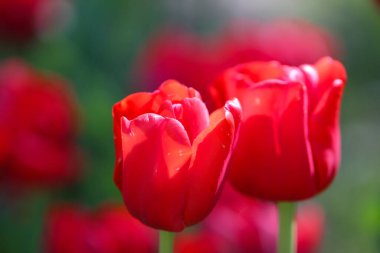 Güzel kırmızı bir lale seçici bir odak ile bulanık bir arka plan, çiçek açan manzara
