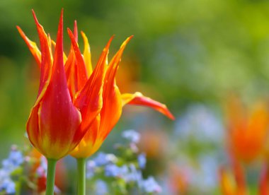 İlkbaharda seçici odak çiçeği olan kırmızı-sarı laleler metin için kopya alanı ile birlikte