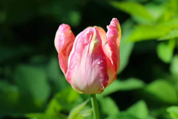 Close Pink Tulip Garden Selective Focus — Stock Photo, Image