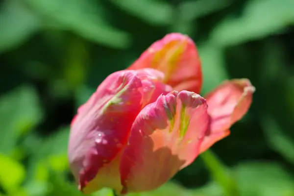 Нежный Розовый Тюльпан Саду Естественном Зеленом Фоне Селективный Мягкий Фокус — стоковое фото