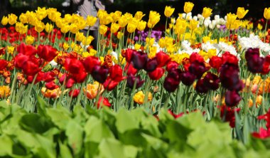 Bir sürü kırmızı ve sarı lale çiçekleri, seçici odak ve geniş formatlı bahar çiçekleri