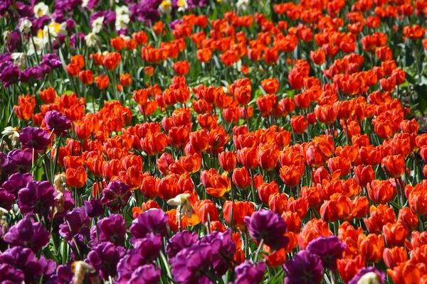 Tulipes Violettes Rouges Avec Foyer Sélectif Fleurissent Printemps Pour Fond — Photo