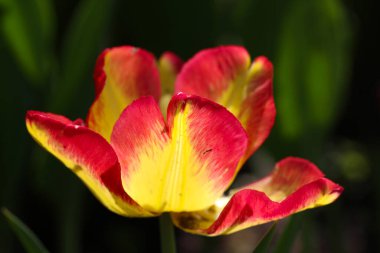 Seçici odak noktası siyah olan güzel kırmızı-sarı lale çiçeğinin yakın çekimi 
