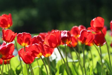 Bahar bahçesinde lale çiçeği karışımı. Arka planda kırmızı laleler