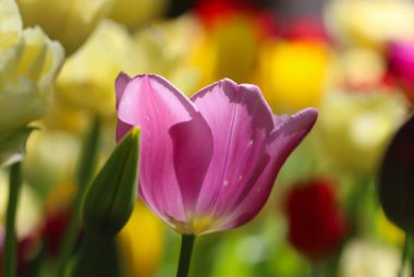 Doğal yeşil bir arka planda arka planda pembe lalelerin yakın çekimi. Seçici yumuşak odak
