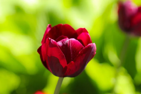 Бургундски Красный Цветок Тюльпана Изолированный Нежном Зеленом Фоне — стоковое фото