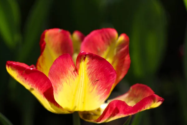 Primer Plano Una Hermosa Flor Tulipán Rojo Amarillo Con Enfoque — Foto de Stock