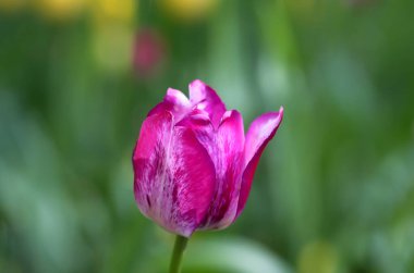 Bahçedeki narin pembe lale, doğal olarak bulanık yeşil bir arka planda. Seçici yumuşak odak