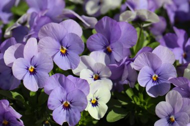 Üç renkli mor çiçeklere yakın çekim (lat. Çiçekçi dükkanı için üç renkli viyola.