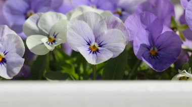 Violet 'in üç renkli resmine yakın çekim (lat. Viola üç renkli L) çiçekler, büyük biçim, metin için boşluk