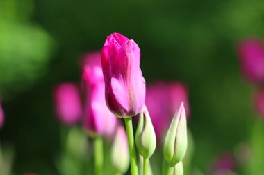 İki tomurcuklu pembe lale çiçeği. Güneş ışığıyla aydınlatılmış. Yumuşak seçici odak, lale yakın, tonlama 