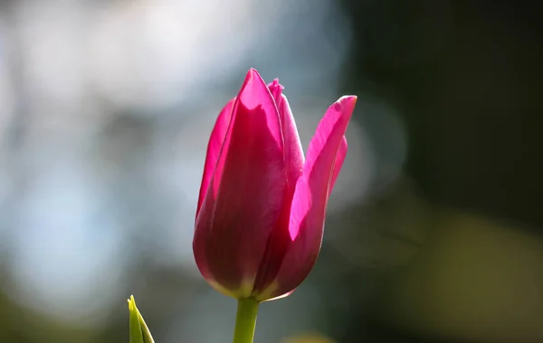 Розовый Цветок Тюльпана Освещенный Солнечным Светом Размытом Сером Фоне Мягкая — стоковое фото