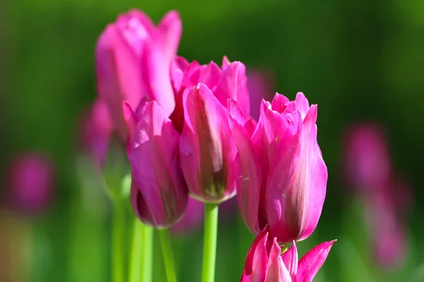Группа Разноцветных Тюльпанов Розовый Цветок Тюльпана Освещенный Солнечным Светом Мягкий — стоковое фото