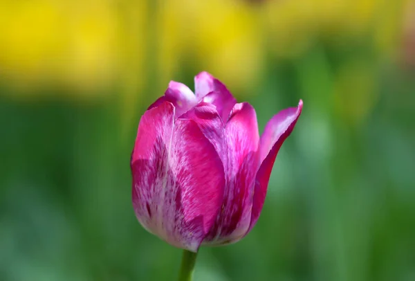 Крупный План Тонких Розовых Тюльпанов Саду Естественном Зеленом Фоне Селективный — стоковое фото