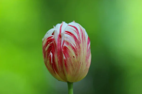 Крупный План Красно Белого Цветка Тюльпана Изолирован Мягком Зеленом Фоне — стоковое фото