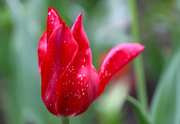 Крупный План Красивого Красного Цветка Тюльпана Выборочным Фокусом Парке — стоковое фото