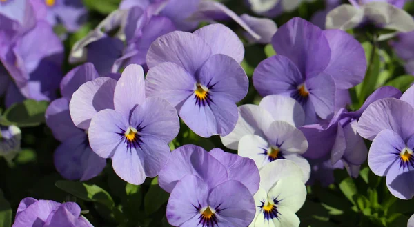 Trikolor Ibolya Virágok Közelsége Lat Viola Tricolor Virágos Banner Virágüzlet — Stock Fotó