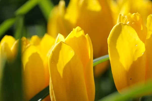 Incroyable Fond Floral Printanier Fleurs Tulipes Jaunes — Photo