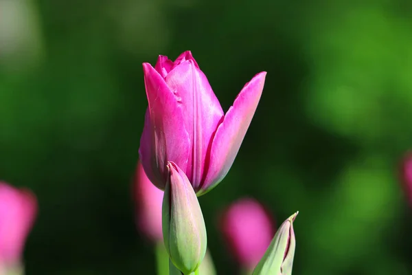 Tusche Tulpenblume Mit Knospe Die Vom Sonnenlicht Beleuchtet Wird Weicher — Stockfoto