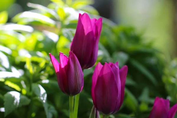 Группа Разноцветных Тюльпанов Розовый Цветок Тюльпана Освещенный Солнечным Светом Мягкая — стоковое фото