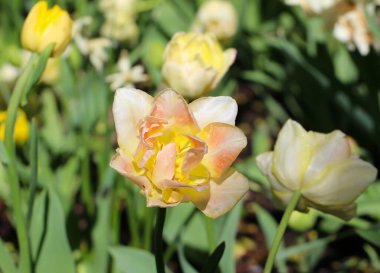 Beyaz ve yumuşak sarı lale seçici bir odak ile doğal bulanık bahçe arka planı