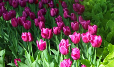 Baharda, bahar veya yaz mevsiminde doğa arka planı için güneş ışığı altında renkli laleler açar.