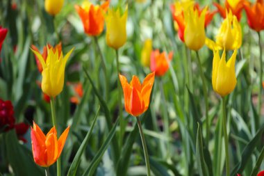Baharda, bahar veya yaz mevsiminde doğa arka planı için güneş ışığı altında renkli laleler açar.