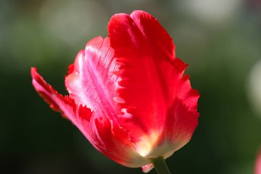 Siyah zemin üzerinde izole edilmiş, yumuşak seçici odaklı, arka plandaki kırmızı lalenin yakın plan görüntüsü