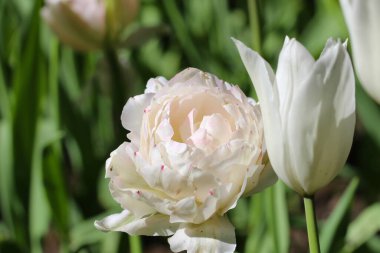 Güzel iki beyaz lale gün ışığında