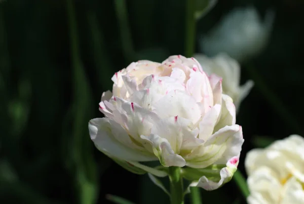 Közelkép Egy Gyönyörű Fehér Bazsarózsa Alakú Tulipánról Melyet Homályos Sötét — Stock Fotó