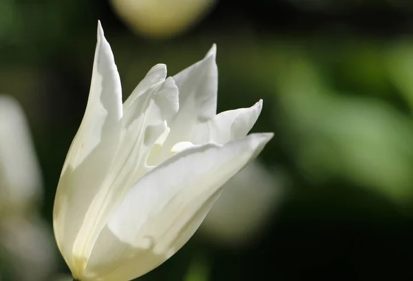 Close White Tulip Isolated Blurry Dark Background — Stock Photo, Image