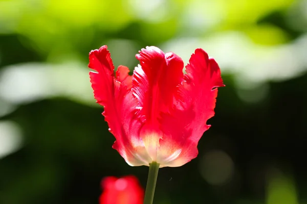 Крупный План Красного Тюльпана Подсветке Мягким Выборочным Фокусом Цветочный Баннер — стоковое фото