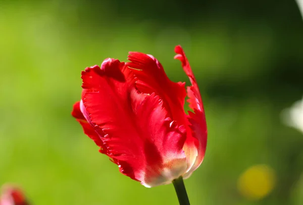 Nahaufnahme Einer Roten Tulpe Gegenlicht Mit Weichem Selektivem Fokus Blumenbanner — Stockfoto
