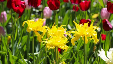 Çiçek açan sarı lalelerin yakın plan çekimleri ve baharda seçici bir odak noktası.