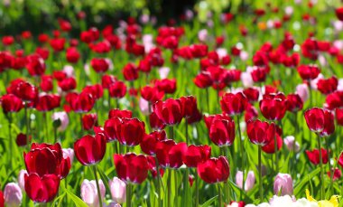 Parkta seçici odak noktası olan güzel kırmızı lale çiçekleri. Bahar manzarası geniş biçimi