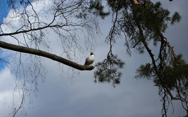 Close Gaivota Galho Árvore Seco Contra Céu — Fotografia de Stock