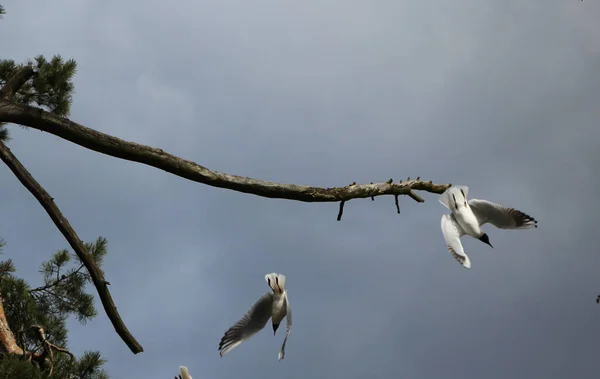 Gaviotas Despegan Una Rama Árbol Contra Cielo Tormentoso Día Primavera — Foto de Stock