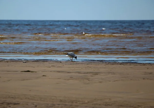 Nahaufnahme Einer Möwe Die Ufer Wasser Steht — Stockfoto