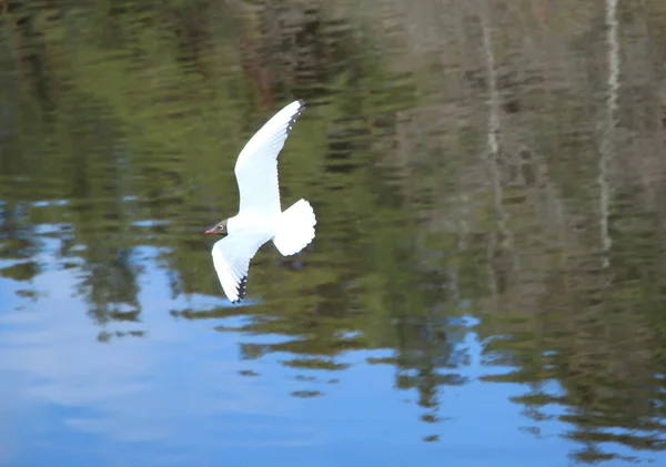 Möwe Flug Über Den See Spiegelung Des Waldes Wasser — Stockfoto