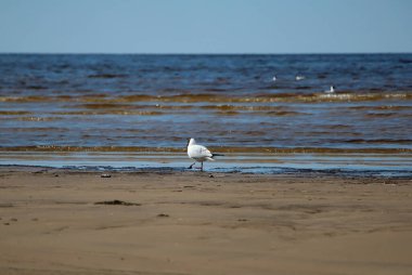 Körfezdeki martılar karşı ışıkta ve güneş ufukta parlıyor.