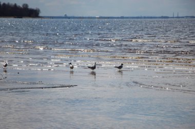 Sığ sulardaki martılar karşı ışıkta, güneş suda parlıyor. Geniş biçim deniz görünümü