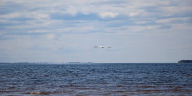 Mavi gökyüzünde uçan bir martı gibi. Panoramik pankart görünümü