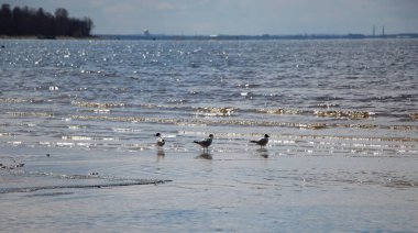 Körfezdeki martılar karşı ışıkta ve güneş ufukta parlıyor.