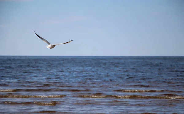 Gaviota Vuelo Cielo Azul Primavera Una Sede — Foto de Stock