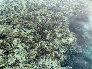 Turizm konsepti, Mısır 'da tatil detayları, Sharm el Sheikh, güzel manzara.