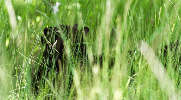 自然界中的黑猫在草丛中 猎猫在宠物的生活方式中 — 图库照片