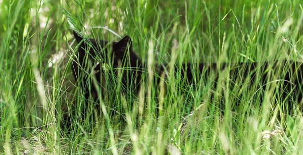 Gatto Nero Natura Erba Gatto Cacciatore Stile Vita Animali Domestici — Foto Stock