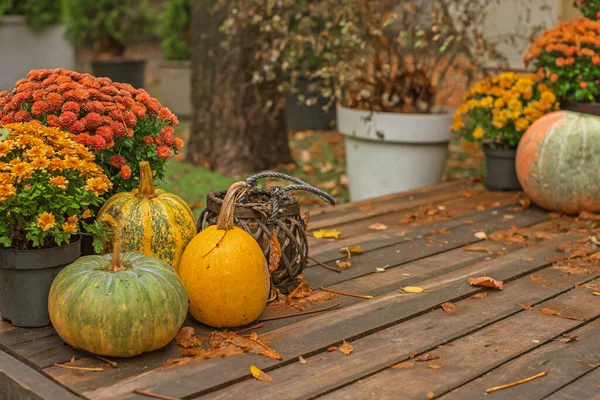 Autumn pumpkins at garden, decor and design for home, ideas for pretty home view