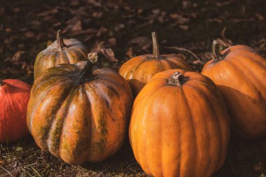 Turuncu balkabaklarını kapat, sebze mevsimi konsepti, Ekim hasadı.